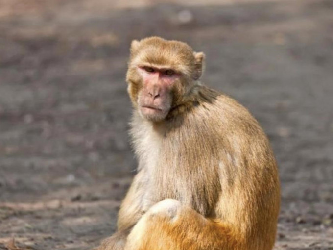 猴B病毒最初于1932年被分离出来，是猕猴体内的一种地方性α疱疹病毒。网图