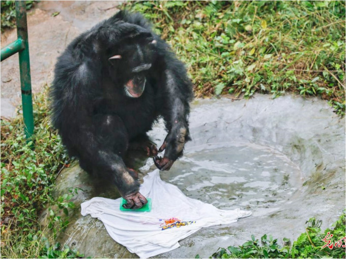 黑猩猩因喜愛洗衫而獲頒「勞動證書」。網圖