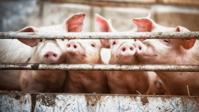 漁農自然護理署今日（7日）公布，在一個本地豬場的豬隻樣本中檢測出非洲豬瘟病毒，已即時禁止有關豬場運出任何豬隻，為謹慎起見，署方將安排在場內銷毀豬隻。iStock示意圖