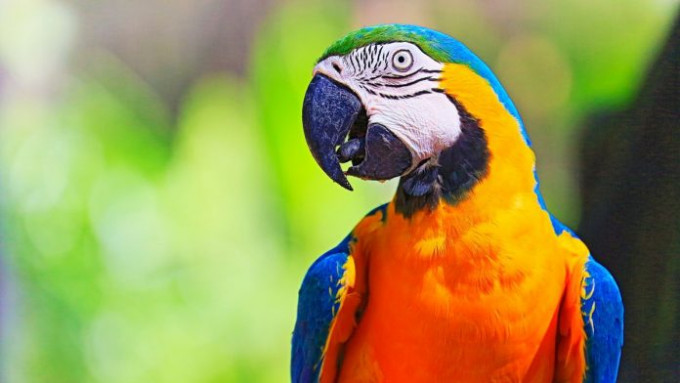 阿根廷一隻鸚鵡模仿主人大叫遺言，「證詞」獲控方納為證據。(示意圖,非事件中鸚鵡)