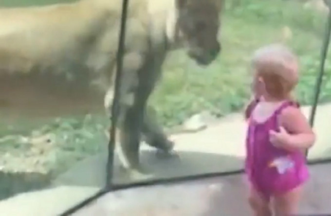 美國伊利諾州一名女童遊動物園，被獅子盯上。(網圖)