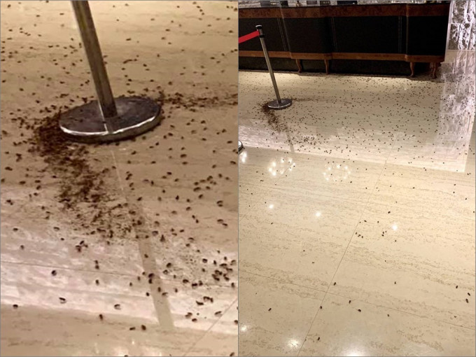 逾千隻蟑螂亂竄。台北市議員王欣儀FB圖片