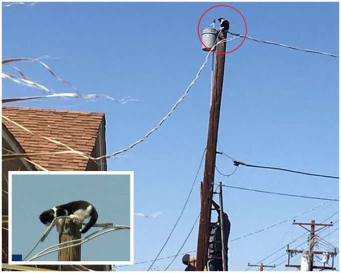 小猫爬上一条架空电线杆的杆顶，无法爬回地面。网图
