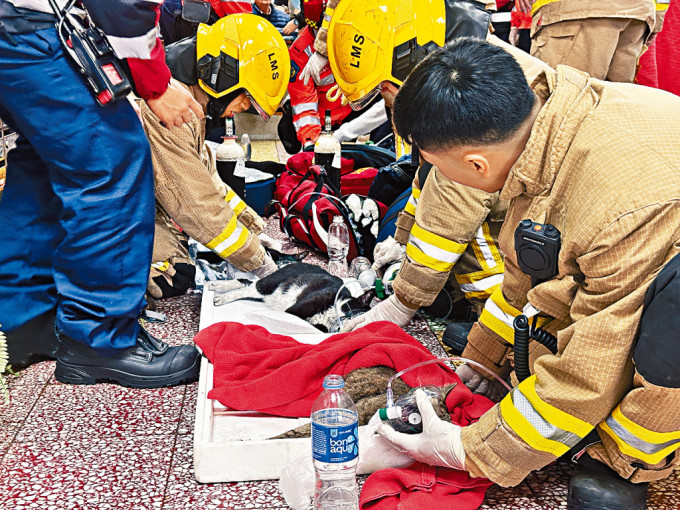 消防于火场救出7头猫儿，并为当中3只陷入昏迷的猫咪进行急救。