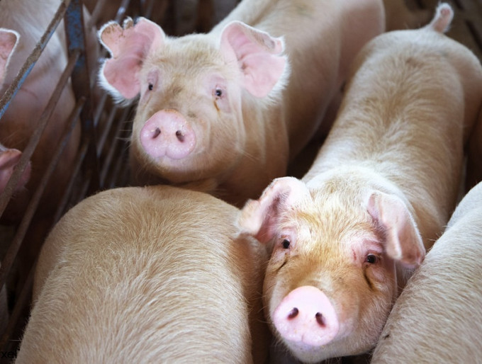 印尼爆發非洲豬瘟。網圖