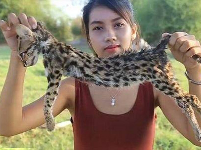 柬埔寨网红夫妻制作了一片将濒临灭绝的捕鱼猫剥皮的短片。（网图）