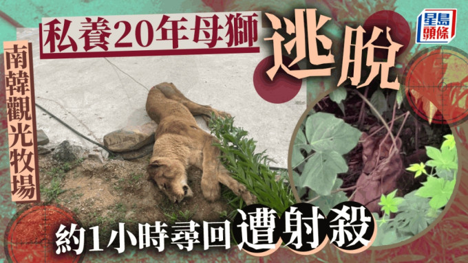南韩观光牧场私养母狮逃脱 当局约1小时后寻获射杀