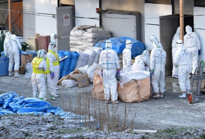 日本香川縣爆禽流感，當地政府派員撲殺家禽。