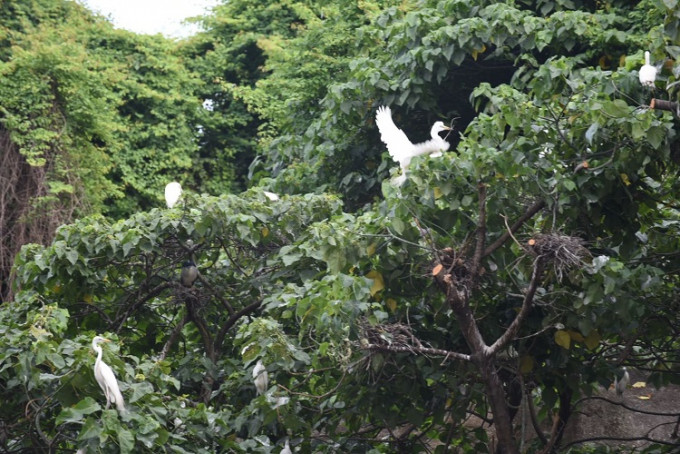 大埔鹭鸟林。资料图片