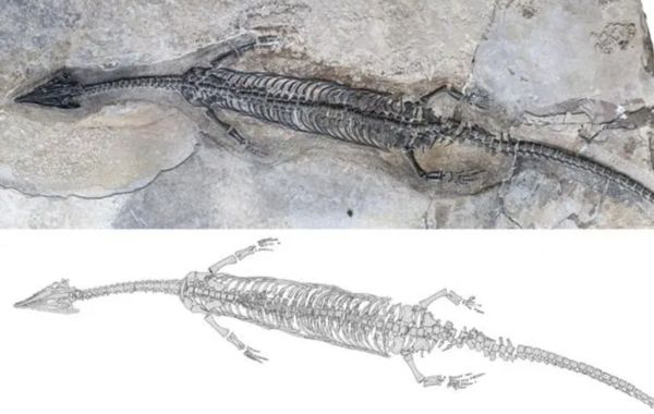 雲南發現新物種「奇異羅平龍」。