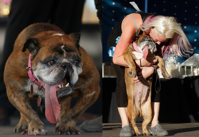 莎莎，凭着满脸皱纹、爆牙加上几乎长到触及地面的长舌，力压其馀13位参加者，当选「最丑狗狗」。