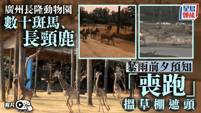 广州长隆动物园数十只斑马、长颈鹿「丧跑」避雨。