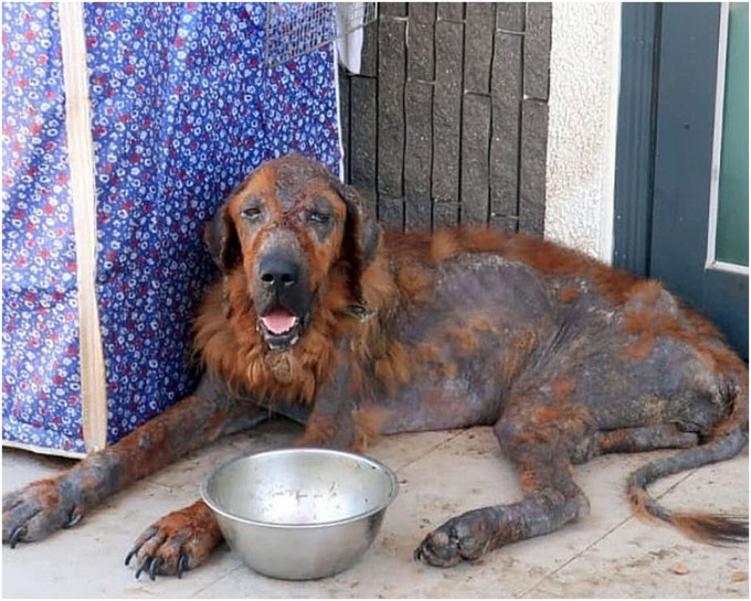 马里努阿犬被发现时患严重皮肤病。资料图片