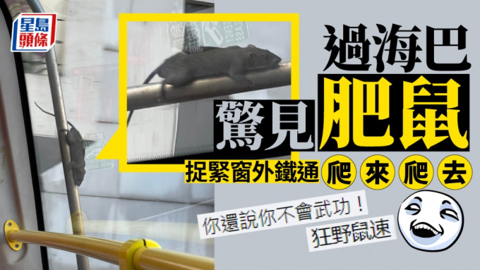 有网民见到一只非常肥大的灰黑色老鼠在上层车头挡风玻璃外爬行。网上图片