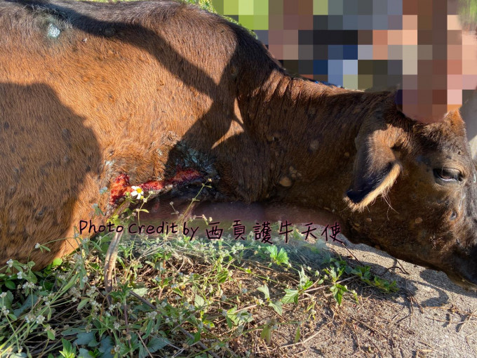 组织指牛只常见感染痘病毒传染病。「西贡护牛天使」facebook图片