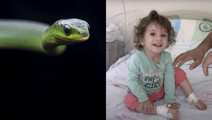 土耳其2岁女童遭蛇咬，竟反击「咬死蛇」。