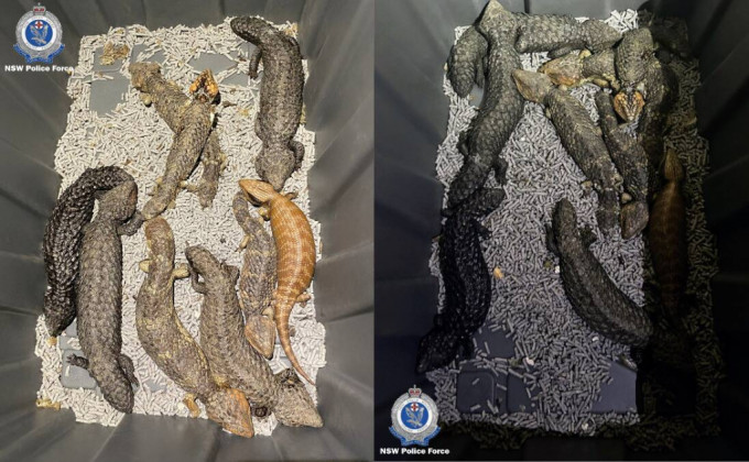 澳洲新南威爾斯警方偵破一個犯罪集團，指該集團企圖非法出口總值逾600萬蜥蜴到香港。新南威爾斯警方圖片