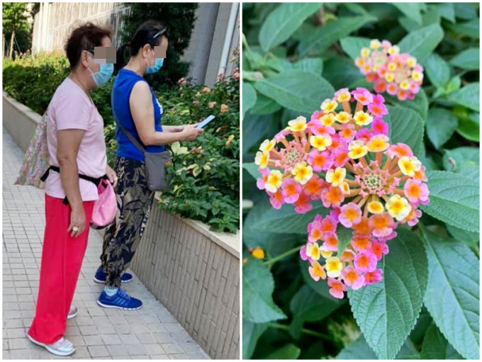 有将军澳街坊表示，看到两名大妈想搣走一些种在私人屋苑外的花。Facebook「将军澳主场」图片