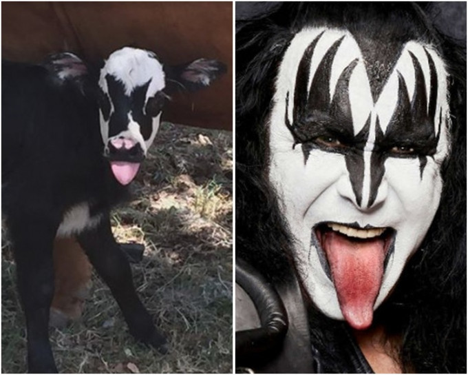 照片中小牛简直是Gene Simmons舞台妆容的翻版。网图