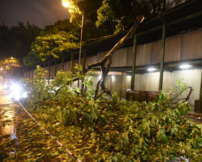 佛光街一地盘内十米高大树塌下， 警方封锁一条行车线
