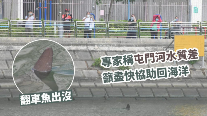 专家呼吁尽快协助翻车鱼离开屯门河。