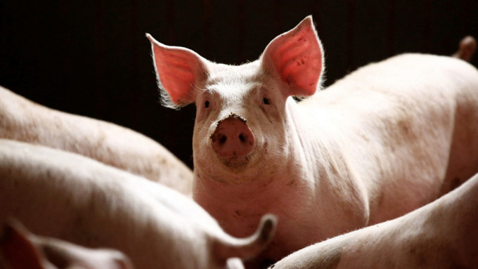 瑞典日前报告一宗野猪感染非洲猪瘟的个案。（示意图） 路透社