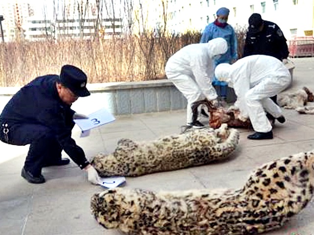 青海森林公安破獲非法獵殺珍稀雪豹動物案,拘捕8名疑犯。網圖