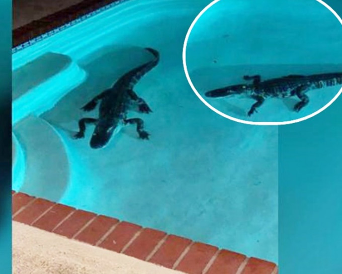 鳄鱼爬入后园泳池水中。网图
