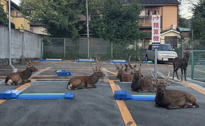 奈良鹿每只占一格停车位，十分悠然自得。互联网图片