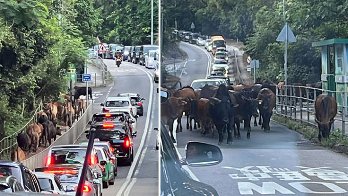 西沙路今日出现逾50只牛在马路上散步，导致现场交通严重挤塞。网上图片