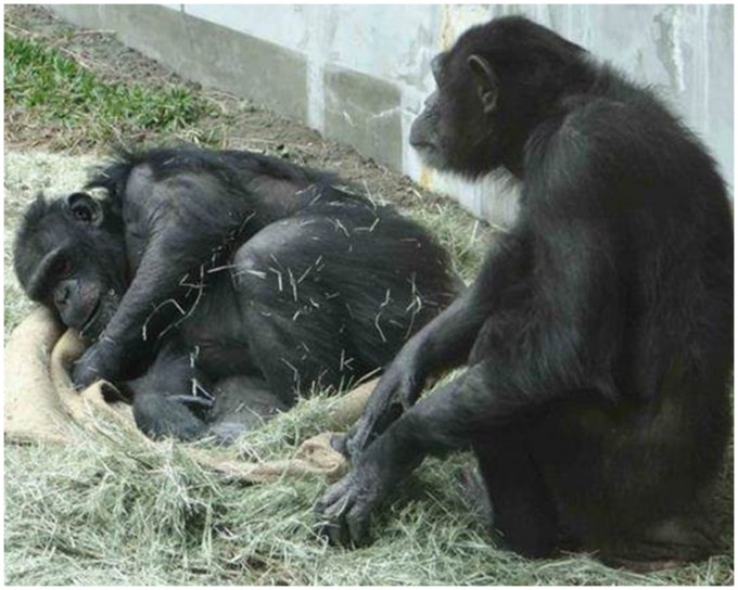 台北市立動物園黑猩猩。(台北市立動物園圖片)