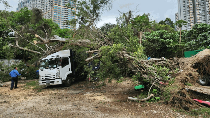 10米高的大樹今午連根拔起倒塌，壓中3車。
