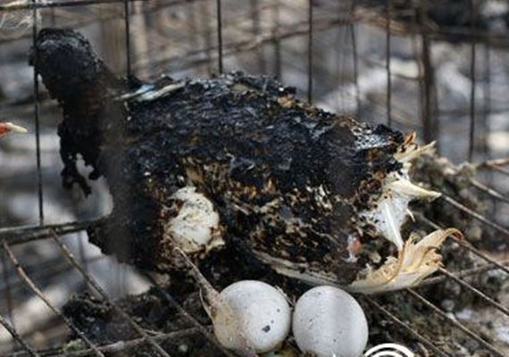 逾2000鴿子燒成炭。圖：齊魯網