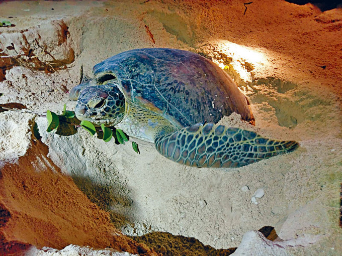 南丫岛深湾是香港绿海龟的繁殖地。 资料图片