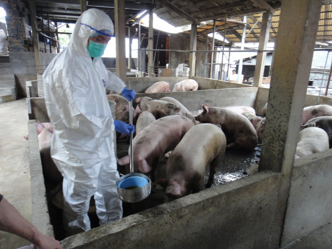 日本海關於春節期間加強檢查遊客行李以嚴防非洲豬瘟。資料圖片