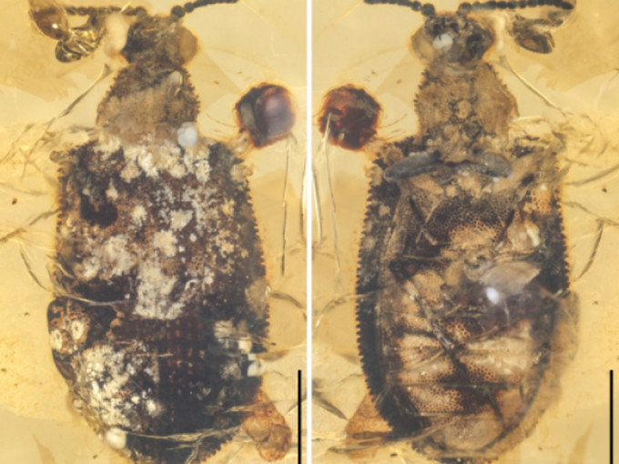 中科院有研究員近日在琥珀中，發現一隻新種甲蟲化石。中科院圖片