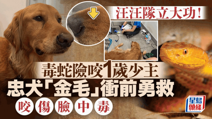 美国金毛寻回犬肉身保护1岁少主，遭毒蛇咬伤送院。