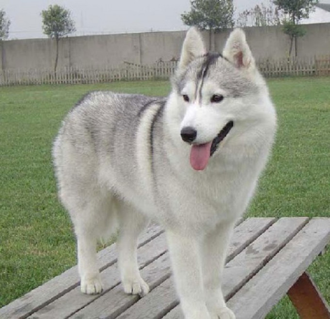 西伯利亞雪橇犬。網上圖片