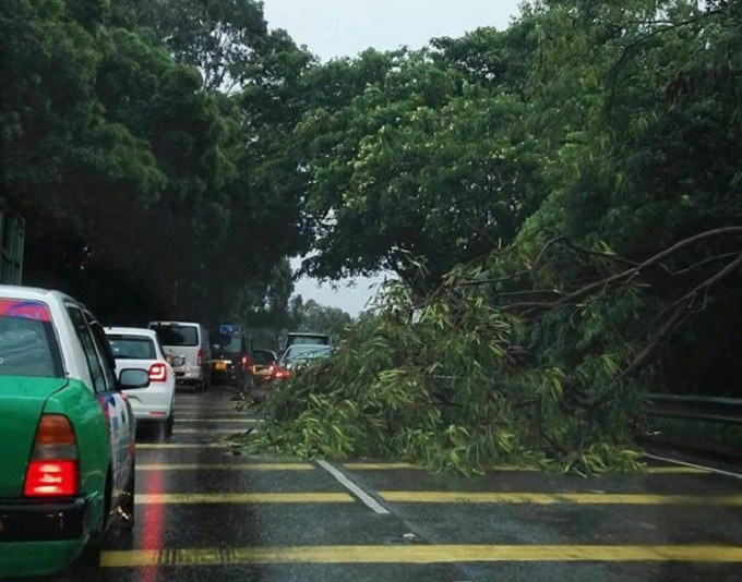 元朗十八乡塌树。香港交通突发报料区
