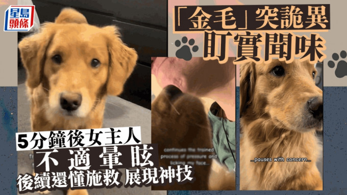 黄金猎犬突「诡异疑视」嗅味道 5分钟后女主人不适晕眩 后续还懂施救驾神技