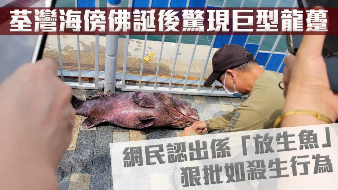 有市民昨日（9日）在荃湾丽城花园海傍钓到一条巨型龙趸。影片截图