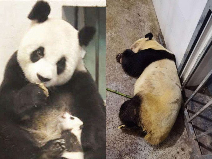 大熊猫雷雷因癫痫发作去世。