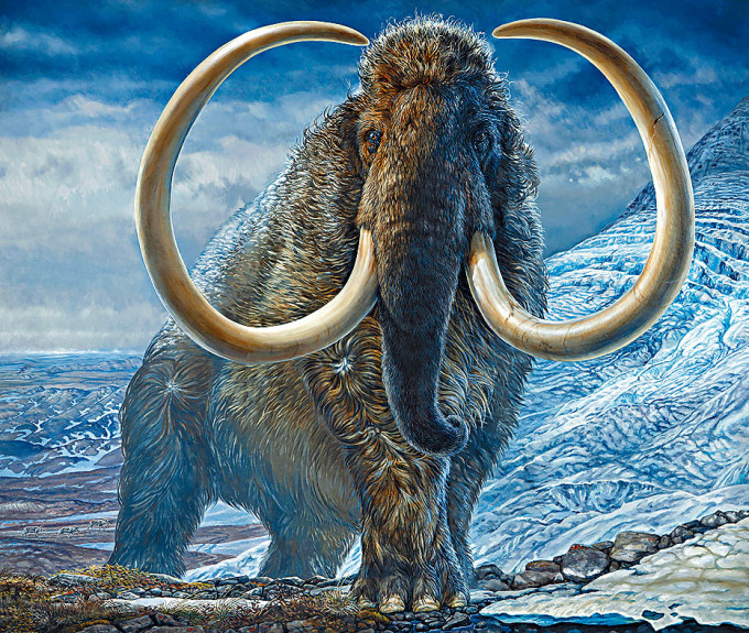 逾一萬七千年前生活在阿拉斯加北極地區的成年長毛象想像圖。