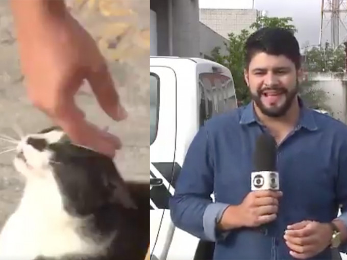 猫咪狂蹭，记者忍不住笑出声。网图