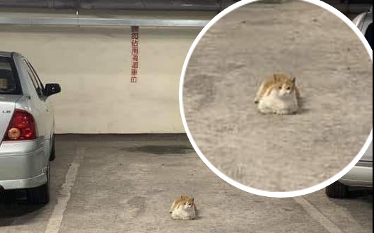 貓貓獨佔停車場泊位照掀起熱議。網民Ivan Lai/ fb群組「馬路的事討論區」