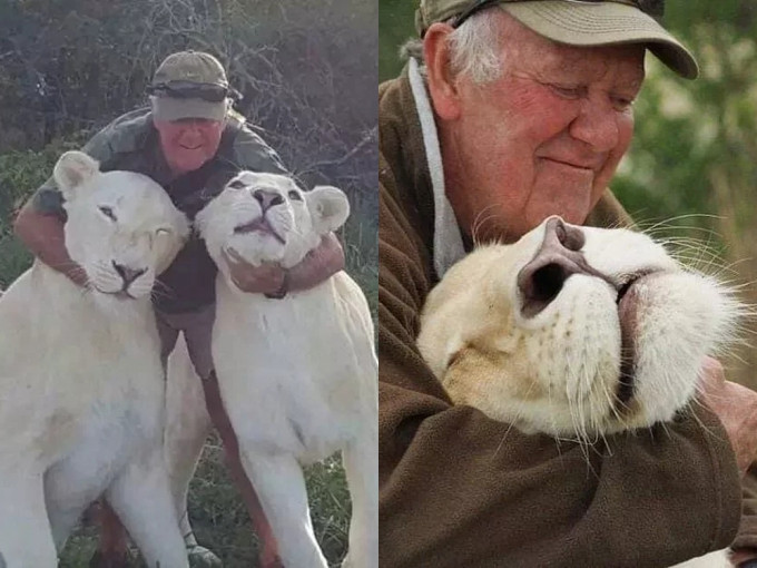 南非68歲男子馬修森在自家所經營的野生動物園內，被所養的2隻成年母獅咬死。(網圖)