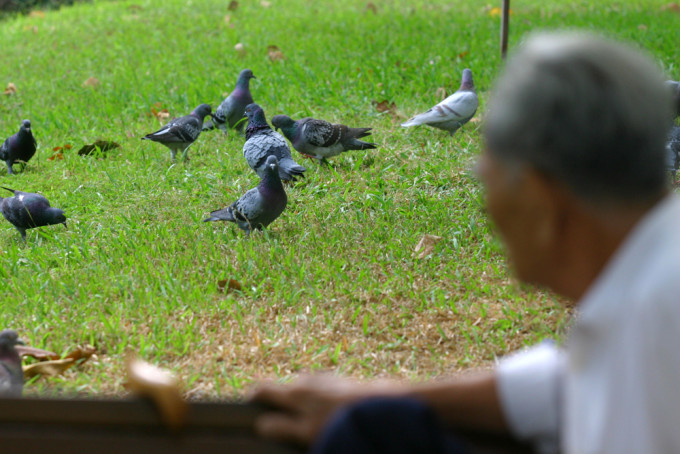老翁称因担心鸽鸟聚集会增加衞生风险，于是用掷石块意图赶走野鸽。 资料图片