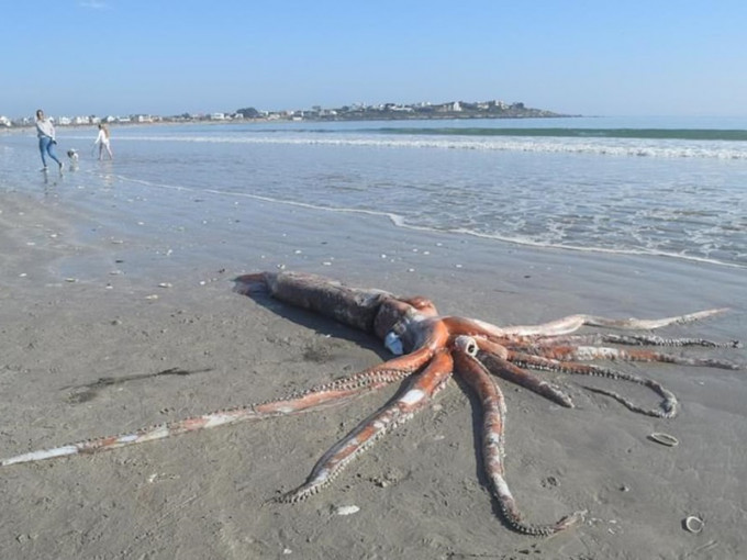 南非海滩现巨型乌贼。网上图片