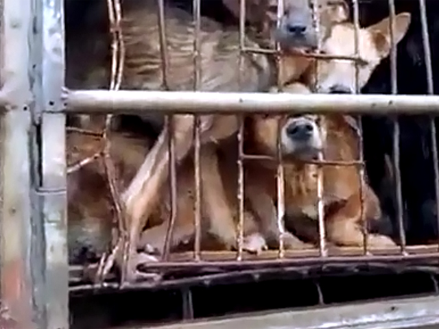布朗发布一段2016年越南狗只被运往屠宰前影片，希望引起外界关注越南的狗肉文化。 影片截图