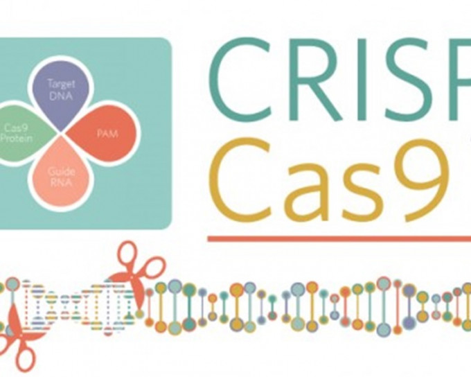  CRISPR-Cas9「人類胚胎基因編輯」技術。網圖